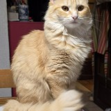 DUCHESSE