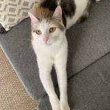 polly
