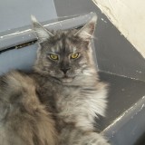 Akira