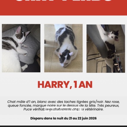 Photo 1/1 harry Chat perdu à Gisors
