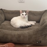 Kitsu