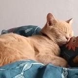 Monsieur L&eacute;o