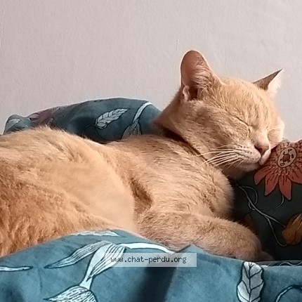 Photo 1/1 Monsieur Léo Chat perdu à La Barbatre Noirmoutier