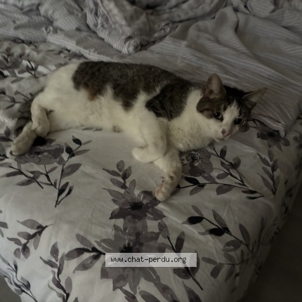 Photo de chat perdu à Bainville Aux Miroirs