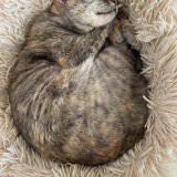 Croquette