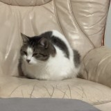 Gimli