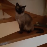 minouche