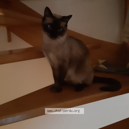 Photo 1/1 Chat retrouvé Perdu à Nantes