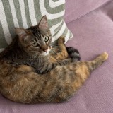 FREYA