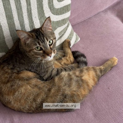 Photo de chat perdu à Bordeaux