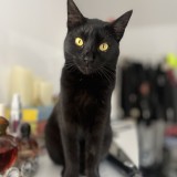 Salem