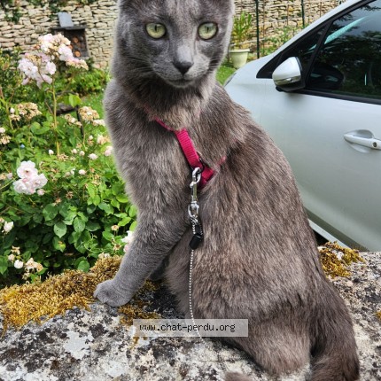 Photo 1/1 Lolita Chat perdu à La Mothe Saint Heray