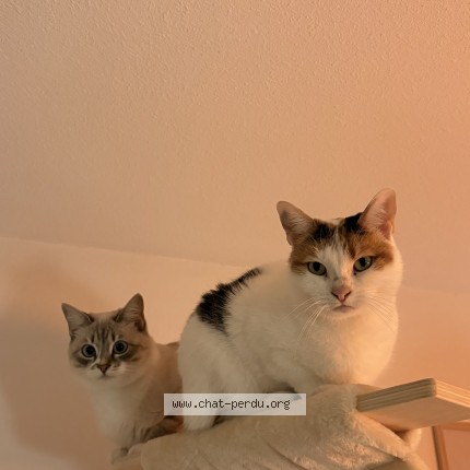 Photo 1/1 Nymeria Chat perdu à Toulouse
