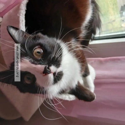 Photo 1/1 Muezza Chat perdu à Forbach