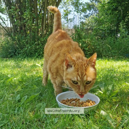 Photo 3/3 Chat trouvé Trouvé à Andenne