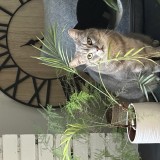 Shiva
