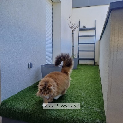 Photo de chat perdu à Argonay