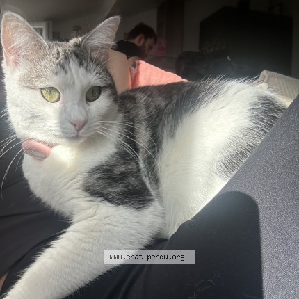 Photo 1/1 Iris pucée sous le nom de Lara Chat perdu à Montesson