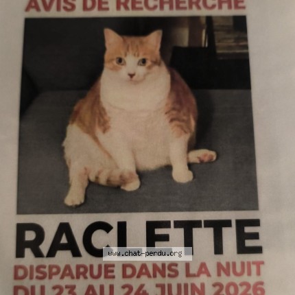 Photo 1/1 Raclette Chat perdu à Le Vigen