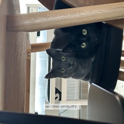 Photo 1/1 Nori Chat perdu à Petange