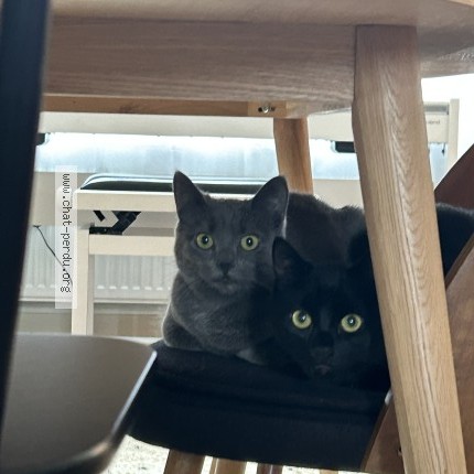 Photo 1/1 Nori Chat perdu à Petange
