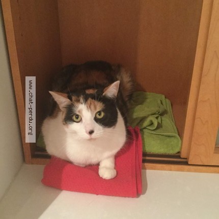 Photo 1/1 Chat retrouvé Perdu à Montreal