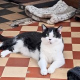 F&eacute;lix