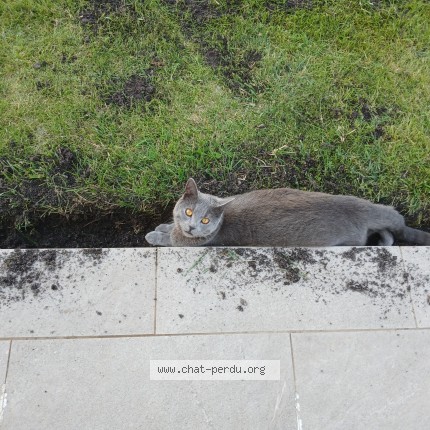 Photo 1/1 ATON Chat perdu à Salaunes