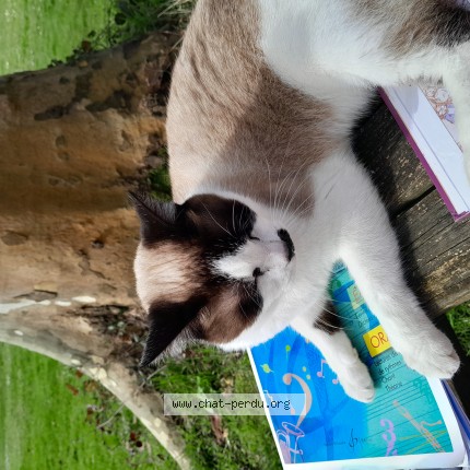Photo 1/1 Titza Chat perdu à Orthez