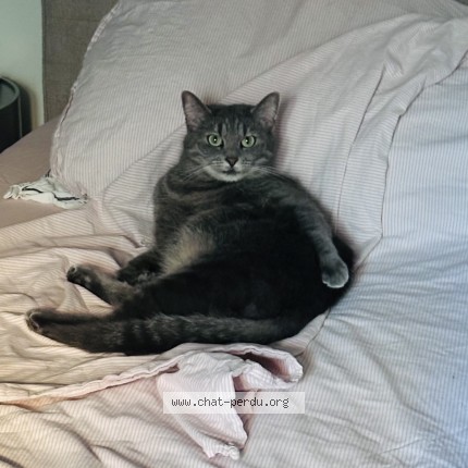 Photo 1/1 Chat retrouvé Perdu à Paris