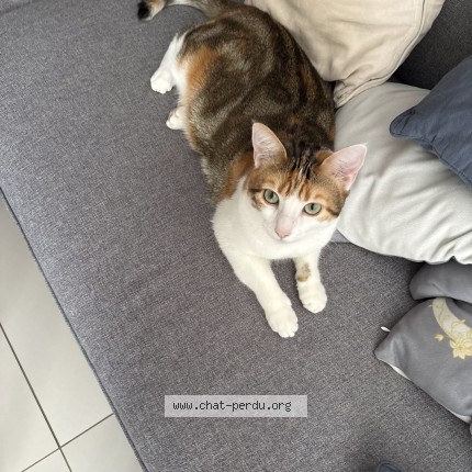 Photo 1/1 Chat retrouvé Perdu à Charvieu Chavagneux