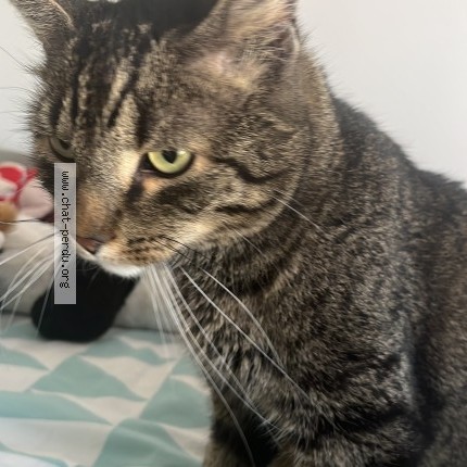Photo 1/1 Chat trouvé Trouvé à Eckbolsheim