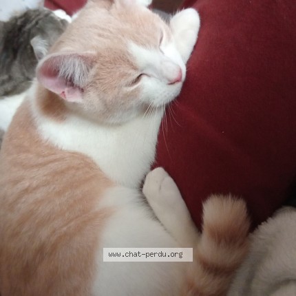 Photo 1/1 caramelo Chat perdu à Auxerre