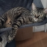 Nala