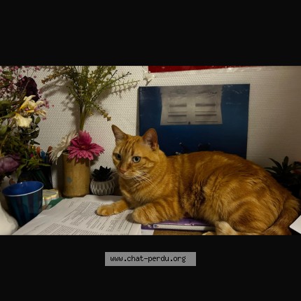 Photo 1/1 paco Chat perdu à Toulouse