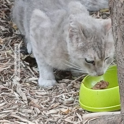 Photo 1/1 Chat trouvé Trouvé à Marseille France