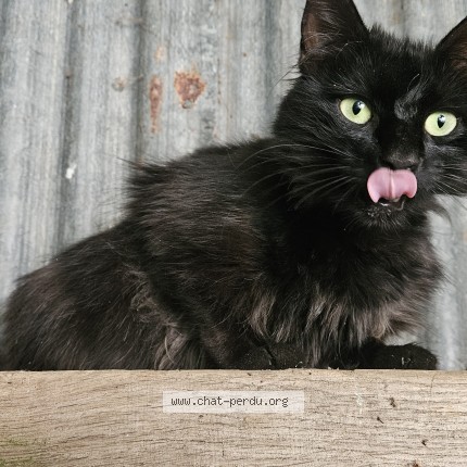 Photo 1/1 Chat trouvé Trouvé à La Ferte Gaucher