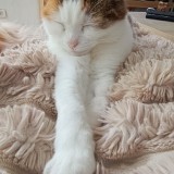 Cally