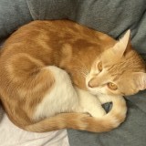 Simone