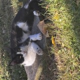 zola