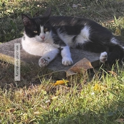 Photo 1/1 zola Chat perdu à Merignac