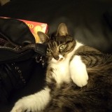 Arya