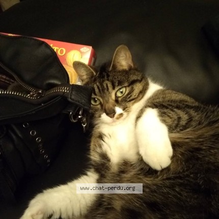 Photo 1/1 Arya Chat perdu à Quimper