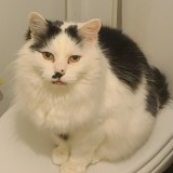 Domino