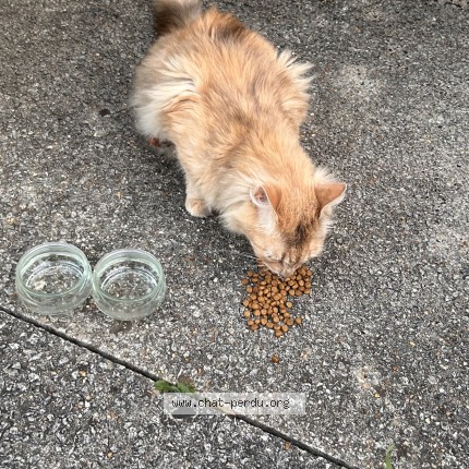 Photo 1/1 Chat trouvé Trouvé à Chatillon