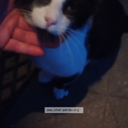 Photo 1/1 Chat trouvé Trouvé à Berfay