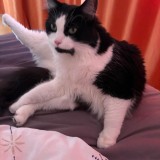 remus