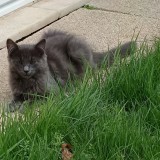 Tom