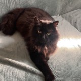 Newton