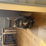scratch